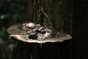 A bracket fungi