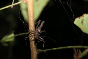Sophie went off with Denny and Azlina (from Tourism Malaysia) on another nocturnal walk.  They found this interesting stick-like bug.