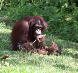 After visiting the feeding area, we went to see the younger orang-utan - mostly under 7-years of age.  This female is actually a teen-ager, who remains with the youngsters because she is partially paralyzed from a past case of cerebral malaria.