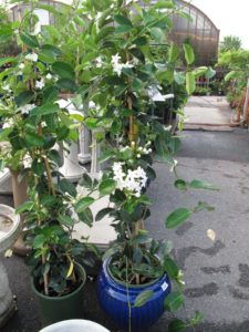 A very lush stephanotis - the clusters of white flowers are very fragrant and are popular for bridal bouquets.
