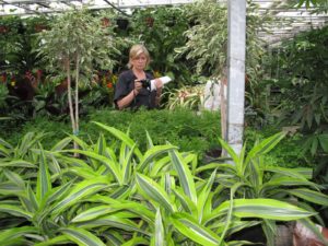 Here I am taking a photo of delicate and beautiful maidenhair ferns.