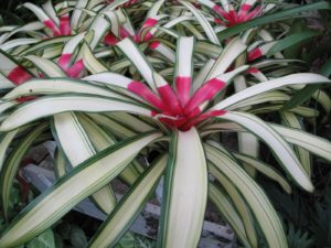 A very colorful bromeliad - in their native habitat, many bromeliads grow on trees as epiphytes, catching moisture and organic nutrients in their central cups.