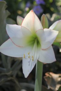 This all time favorite amaryllis is called Picotee - It is pure white with a fine red penciled border.