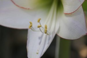 A closer look with the stamens covered with pollen