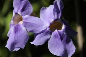 This lovely flower is called Thunbergia laurifola or blue trumpet vine.  Native to India and Africa, this vine is popular in tropical gardens.