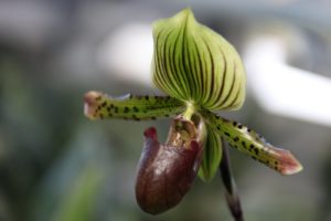 A very striking lady slipper orchid