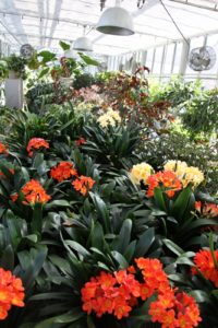 Like the begonias, my clivia collection also responds to the longer days, sending up brilliant flower clusters.