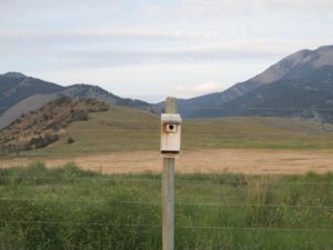 There are many, many bird houses on the ranch to encourage more species to return.