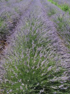 Lavender grows in neat mounds.
