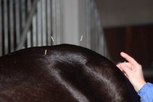 Rosemary has been practicing acupuncture for 12 years.