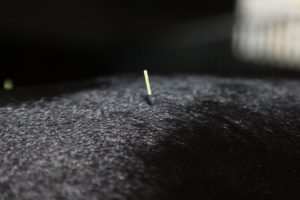 The needles used in equine acupuncture are the same grade as for humans.