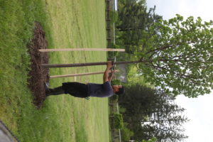 Two wooden stakes have been pounded into the ground.  A wire from each stake is wrapped around the tree trunk to hold it in place.  Rubber tubing cushions and protects the tree from the hardness of the wire.