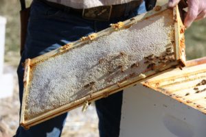 He is happy to see how full of honey the frame is.  With so much honey, the entire upper super weighs approximately 80 pounds!