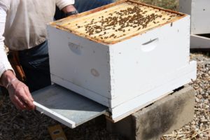 Putting the hive back together, Guy slips in the bottom mite tray, which catches dropping mites and any other debris.  Looking at this  tray from time to time is a good way to keep track of what is going on inside the hive.