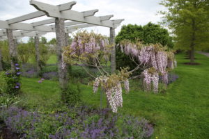 A really fragrant standard wisteria at the end of the long pergola