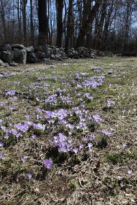 These purple crocus have been spreading out each year.