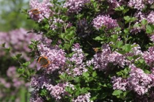 This year, the red admiral butterfly has been migrating in record numbers, perhaps due to the mild winter and spring.  They fluttered around the farm for a few days, drinking nectar from flowering plants, like this standard lilac.