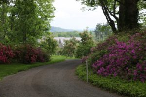 With very hot and dry weather, spring came quite early in the northeast.  Just when so many things, such as azaleas and tree peonies were in full bloom, the temperatures dropped and we received much needed rain.  Those blooms didn't last long.