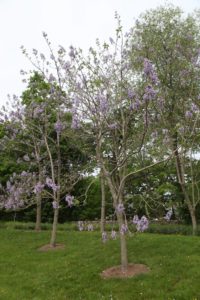 This is a grove of Paulownia tomentosa, a tree native to central and western China.  The flowers are produced before the leaves in early spring.