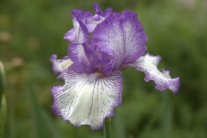 This variegated bearded iris looks like someone drew on the petals with pen and ink.