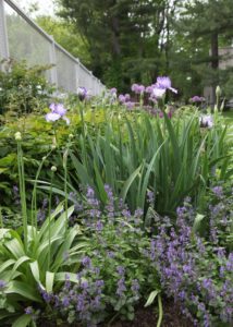 The perennial bed adjacent to the vegetable garden is looking resplendent with bearded iris and allium blooms.