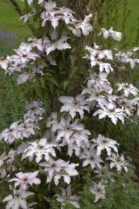 Each post of the pergola is planted with clematis in varying shades of purple.  This one is nearly white.