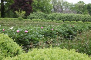The herbaceous peony garden is inside that hedge.  There are 11 double rows of peonies with each row containing 44 of the same variety of plant.  They are just beginning to open up.