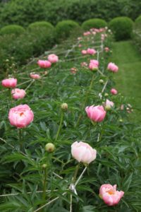 The floppy peony heads are held erect with a web-like system of string and metal supports.