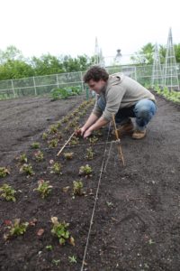 Ryan is planting this row with red veined sorrel.  This attractive plant, with its bright green leaves and contrasting dark maroon stems and veins, adds color and taste to any salad.