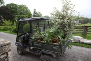 This load contains staghorn ferns and a variegated ficus.