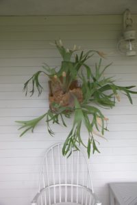 The staghorn ferns hang on the side of the house like antlers.