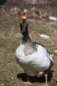 The geese are very vocal.
