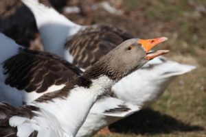 I never noticed that the geese have blue eyes!