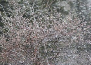These are bittersweet branches with an ice coating.