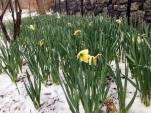 Just the day before, one could see daffodil blooms popping up all along the border, bursting with color - I think they are okay.