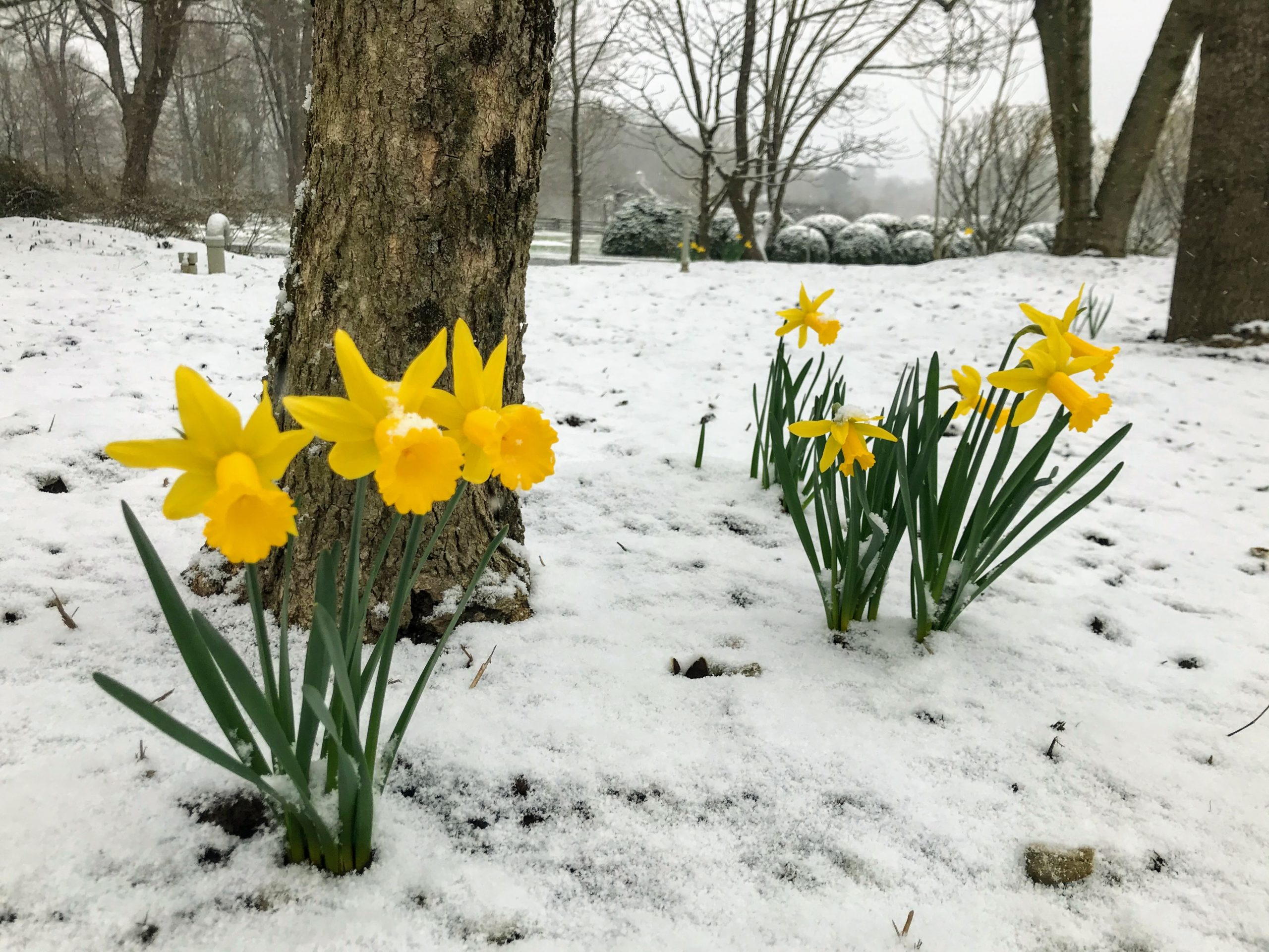 Image of Daffodil flower with snow
