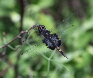 In the vegetable garden, this dragon fly is taking a rest.
