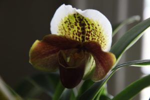 My lady slipper orchids - many of which I have raised using tissue culture methods - were in full bloom.
