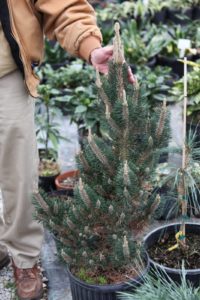 Just one of the many different types of pines that Don grows