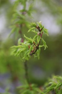 Some of the new growth on a Japanese maple - Makawa Yatsubusa