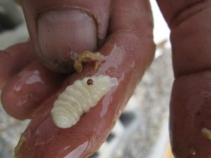 This larva has 3 Varroa mites - Guy will deal with the mite problem in the spring.