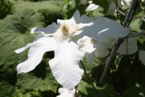 A pure white clematis