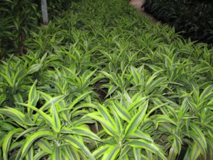 A row of very colorful dracaena plants