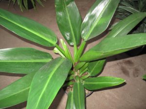 Philodendron Gordo - philodendron is a very popular houseplant - a family consisting of hundreds of species.