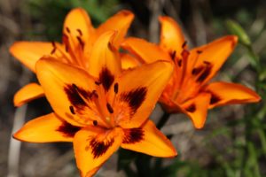 An early blooming orange lily