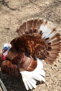 This is a Bourbon Red turkey displaying his plumage.
