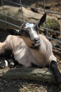 The Alpine breed has a very wide color range - this goat has beautiful markings.
