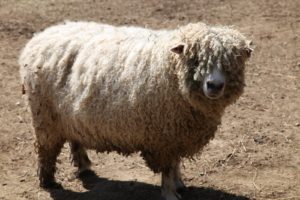This is a Cotswold sheep, a rare breed from England.  Although they are not milked for cheese production, their fleece is sheared and spun into wool for fiber arts.  Shearing is scheduled for April 25th.