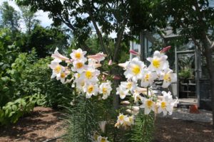 Last fall, Shaun decided to plant these lilies in the berry patch to attract more pollinators.