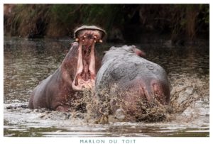 Two hippos cavorting